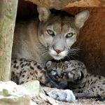 Zoológico Dr. Juan A. Rivero Mayagüez, Puerto Rico