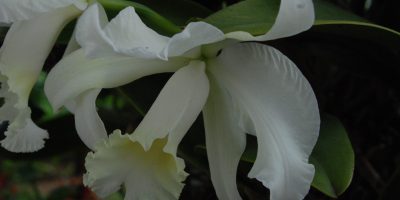 Blossomed_white_orchid_Crucita_garden