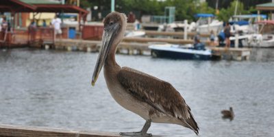 La_Guancha_29